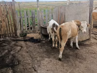 Bull, Cattle — photo 7