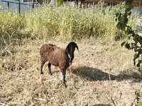 Schafe (Partie, Geschlecht nicht angegeben), Hissar sheep — Foto 1