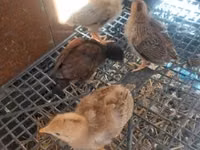 Chickens — Foto 1