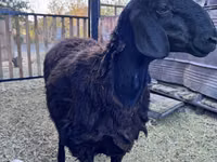 Қошқар, Hissar sheep — 1-сурет