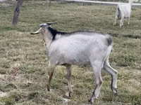母山羊, Saanen goat — 照片 3