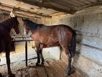 Aygʻir, Horse breed — 7-rasm