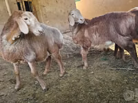 Carnero, Arashan sheep — foto 3