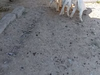 母山羊, Goats — 照片 2