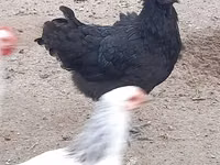 Australian Pit Game fowl — Foto 1