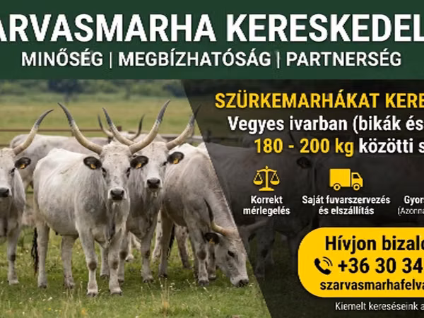 Bovinos (lote, sexo no especificado), Ukrainian grey cattle