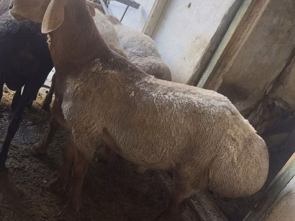 Carnero, Rhon sheep