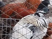 Chickens — Foto 3