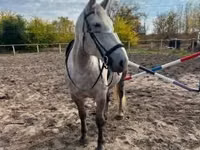Mare, Horses — photo 3