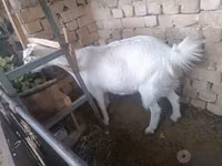 Ziege, Russian White goat — Foto 4