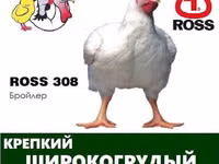 Ross 308 — Foto 2