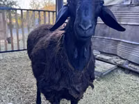Қошқар, Hissar sheep — 5-сурет