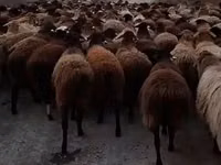 كبش, Hissar sheep — الصورة 2