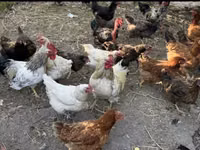 Chickens — الصورة 1