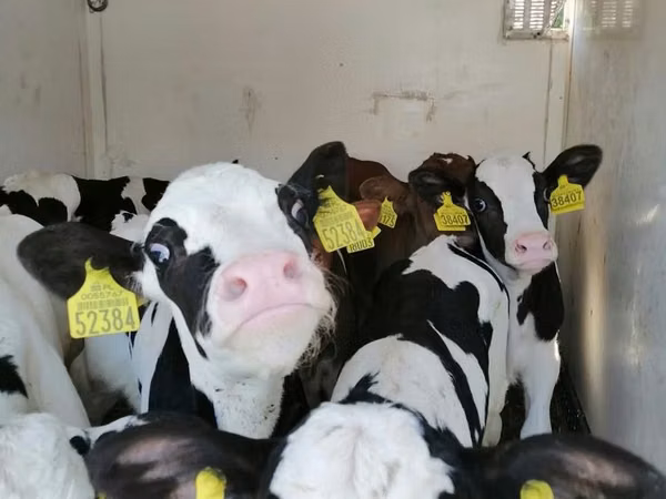 Toro, Russian Black pied cattle