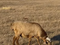 Widder, Edilbay sheep — Foto 1