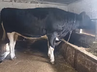 Kuh, Russian Black pied cattle — Foto 1