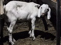 Ziegenbock, Saanen goat — Foto 2