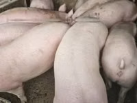 मादा सूअर, सूअर — फ़ोटो 3