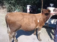 Bulle, Simmental cattle — Foto 4