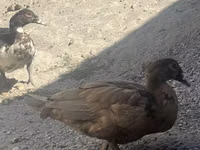 Ducks — Foto 3