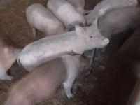 Boar, Pigs — photo 2