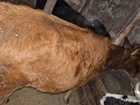 Bulle, Aberdeen-Angus — Foto 5