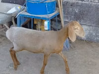 Қой, Arashan sheep — 1-сурет