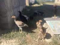 Chickens — Foto 2