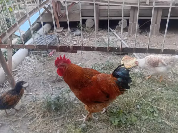 Chickens — Kirgisistan