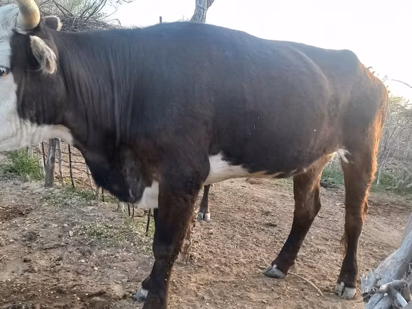गाय, कजाख़स्तानी सफेद सिर वाली गाय — कज़ाखस्तान