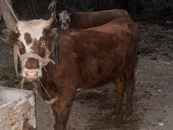 गाय, Simmental cattle — कज़ाखस्तान