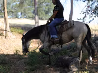 Toychoq, Quarter Horse — 7-rasm