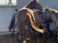 Hengst, Mugalzhar horse — Foto 6