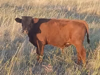 Toro, Simmental cattle — foto 5