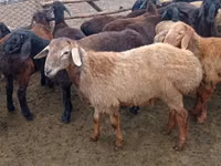 Qoʻchqor, Edilbay sheep — 5-rasm