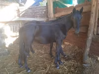 Hengst, Nonius horse — Foto 4