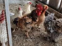 Chickens — Foto 3