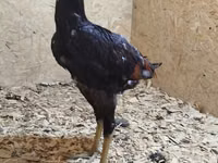 Chickens — 5-сурет