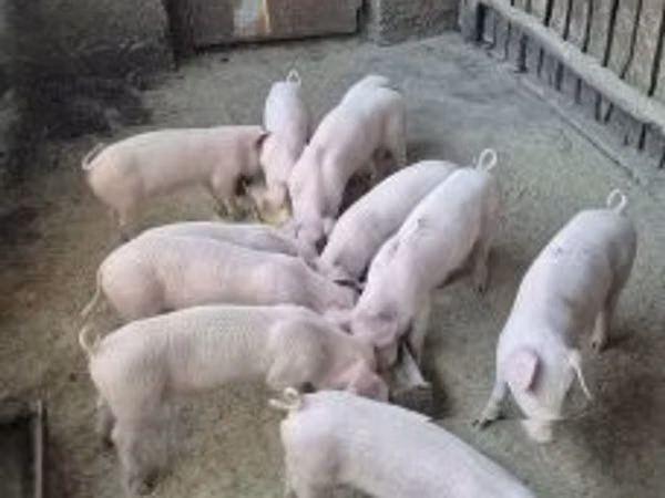 Schweine (Partie, Geschlecht nicht angegeben), 