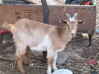 عنزة, Saanen goat — الصورة 2
