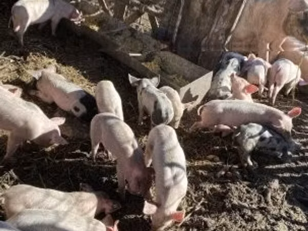 Boar, Pigs