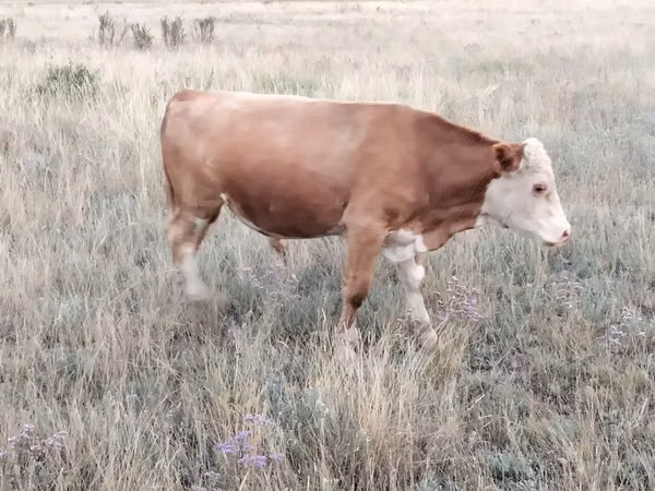 公牛, Kazakh White-headed cow — 哈萨克斯坦