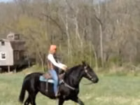 فرس, Percheron — الصورة 8