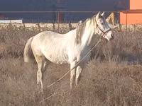 Hengst, Kazakh horse — Foto 2