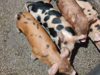 Schweine (Partie, Geschlecht nicht angegeben) — Foto 8