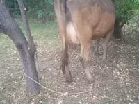 गाय, Swiss cattle — फ़ोटो 3