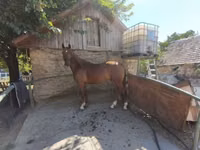 Hengst, Gidran — Foto 3