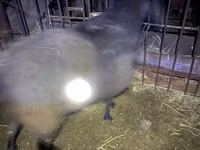 Widder, Hissar sheep — Foto 1