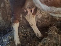 Vaca, Simmental cattle — foto 4